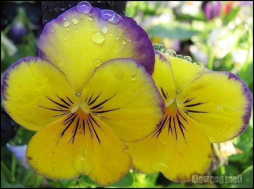 flower_dropwater_55_zps014a6903.jpg