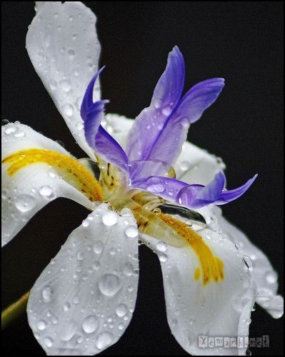 flower_dropwater_5_zpsf5eeeba3.jpg