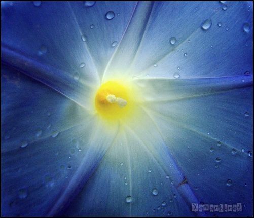 flower_dropwater_6_zpsa8480018.jpg