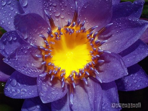 water_drop_flower_108_zps40331f85.jpg