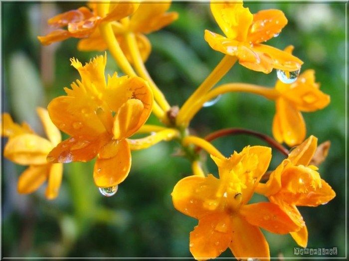 water_drop_flower_114_zpsb42b10d0.jpg