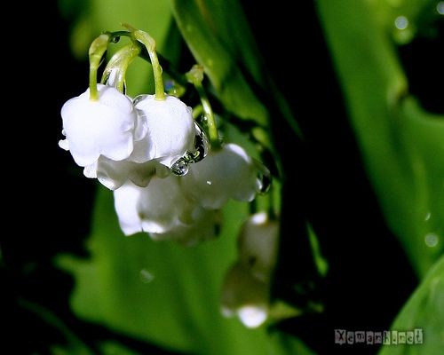water_drop_flower_120_zpsa8c6a74a.jpg