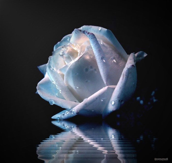 water_drop_flower_124_zps0c82607c.jpg