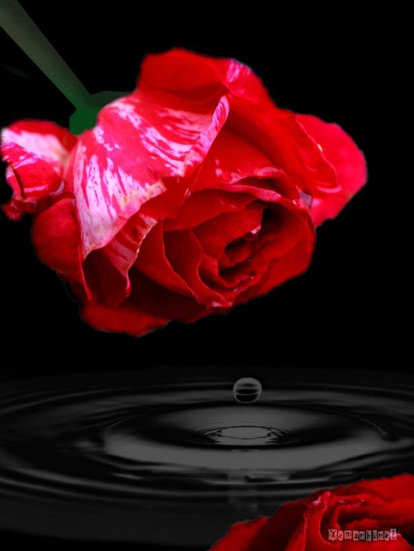 water_drop_flower_130_zps96bf8fdf.jpg