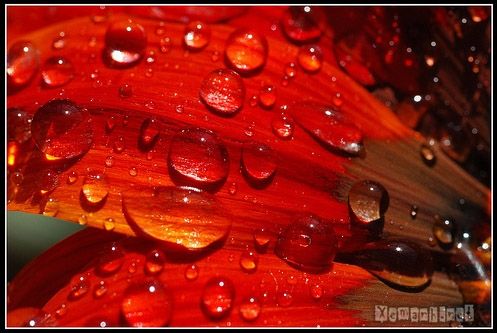 water_drop_flower_134_zps6986ad56.jpg