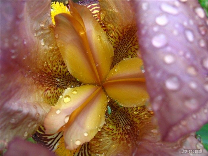 water_drop_flower_15_zps3677f36f.jpg