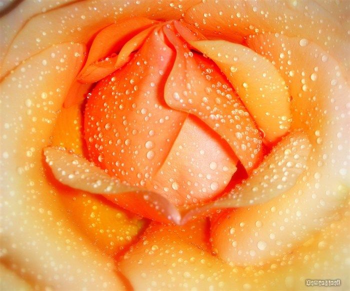 water_drop_flower_28_zpsfa5f4ec3.jpg