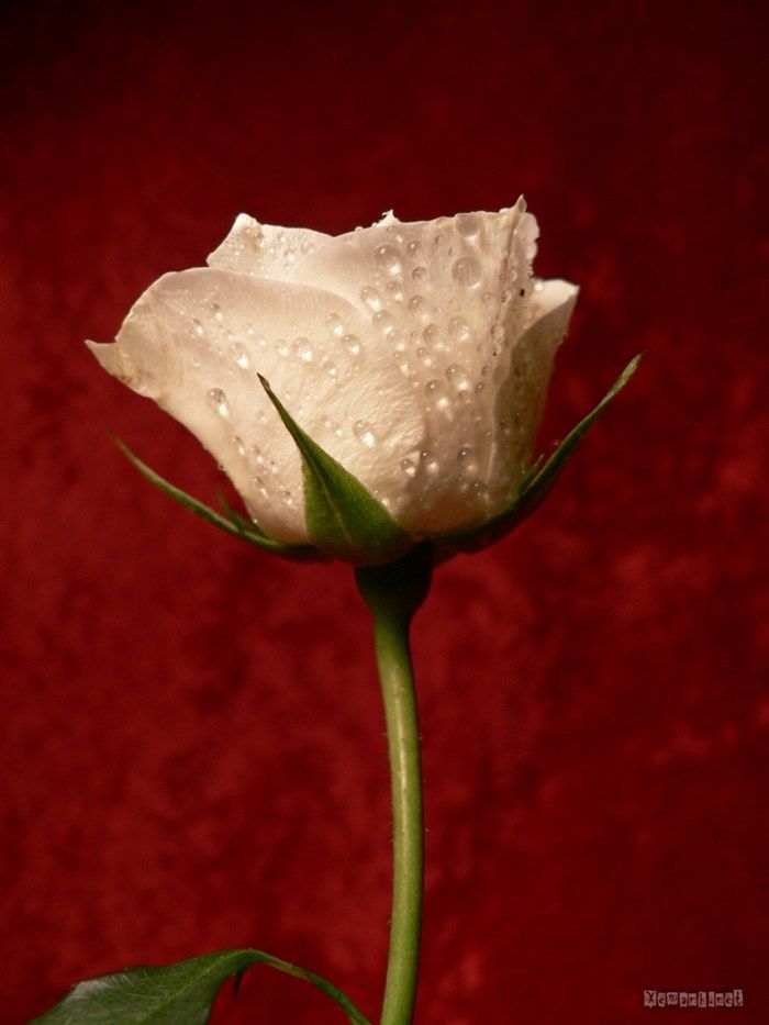 water_drop_flower_34_zps4261beda.jpg