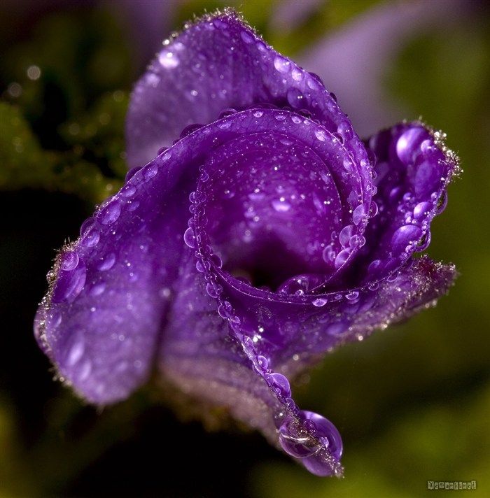 water_drop_flower_36_zpsdc179d4e.jpg