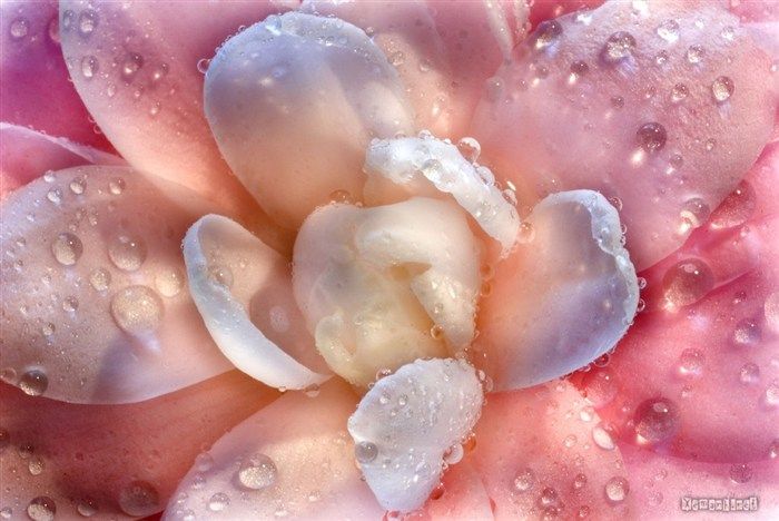 water_drop_flower_38_zpsf9dc89f7.jpg