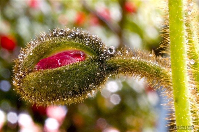 water_drop_flower_47_zpsbc28827c.jpg