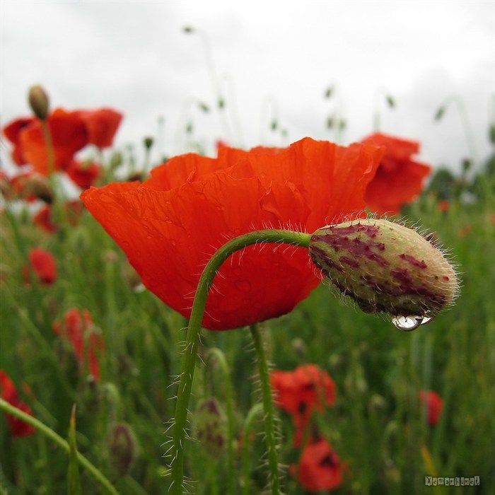 water_drop_flower_61_zps4e2d683d.jpg