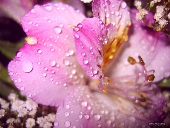 water_drop_flower_95_zpscdf7301b.jpg